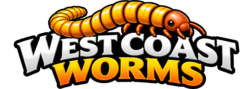 website header